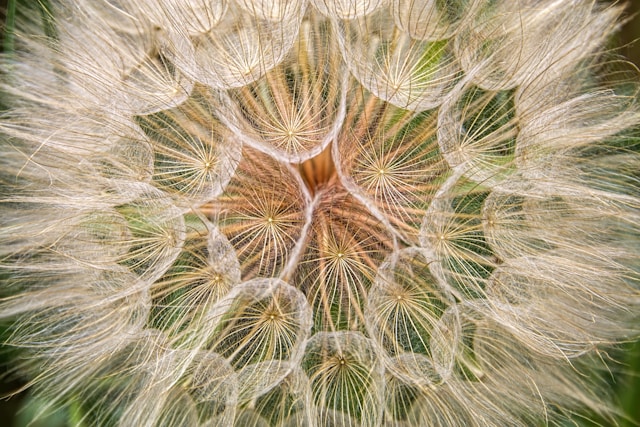 sacred geometry
